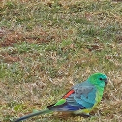 Psephotus haematonotus at Kambah, ACT - 4 May 2024