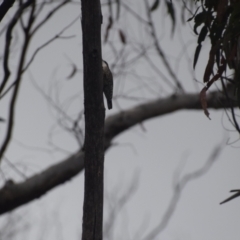 Cormobates leucophaea at QPRC LGA - 3 May 2024