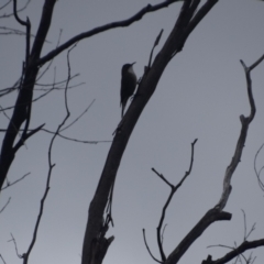 Cormobates leucophaea at QPRC LGA - 3 May 2024