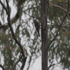 Cormobates leucophaea at QPRC LGA - 3 May 2024