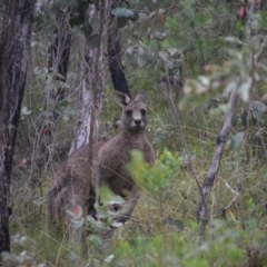 Macropus giganteus (Eastern Grey Kangaroo) at Bombay, NSW - 3 May 2024 by LyndalT