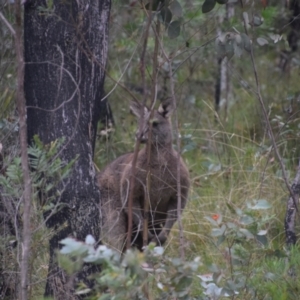 Macropus giganteus at QPRC LGA - 3 May 2024