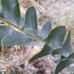 Unidentified Wattle at McKellar, ACT - 4 May 2024 by abread111