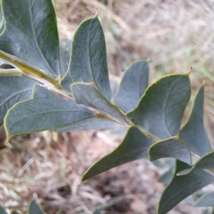 Acacia cultriformis at McKellar, ACT - 4 May 2024