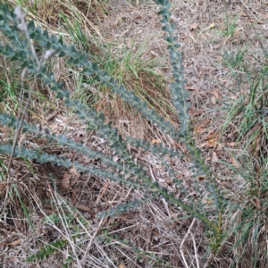Acacia cultriformis at McKellar, ACT - 4 May 2024
