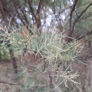 Acacia boormanii at Evatt, ACT - 4 May 2024