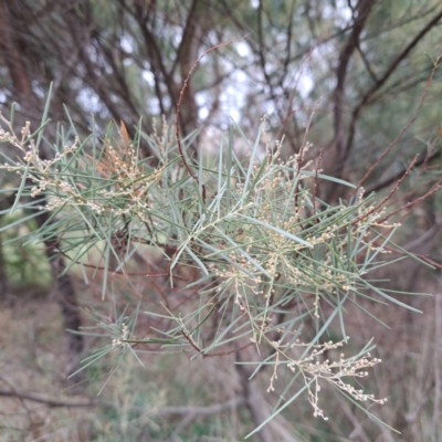 Unidentified Wattle at Evatt, ACT - 4 May 2024 by abread111