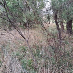 Acacia boormanii at Evatt, ACT - 4 May 2024