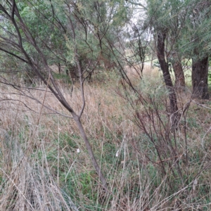 Acacia boormanii at Evatt, ACT - 4 May 2024