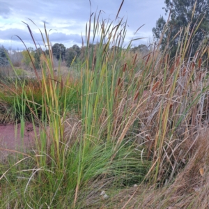 Typha orientalis at Evatt, ACT - 4 May 2024