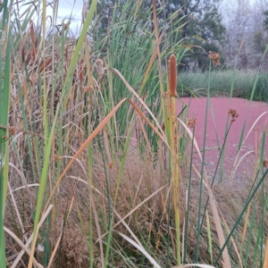 Typha orientalis at Evatt, ACT - 4 May 2024