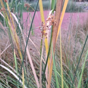 Schoenoplectus tabernaemontani at Evatt, ACT - 4 May 2024