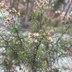 Cassinia quinquefaria (Rosemary Cassinia) at Point 4997 - 1 May 2024 by Hejor1