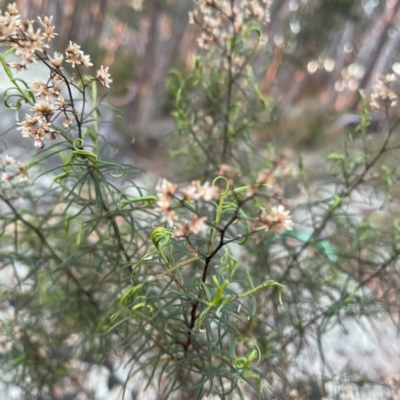 Cassinia quinquefaria (Rosemary Cassinia) at Acton, ACT - 1 May 2024 by Hejor1