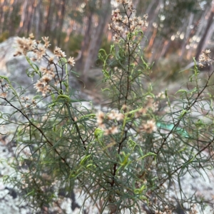 Cassinia quinquefaria at Point 4997 - 1 May 2024 05:00 PM