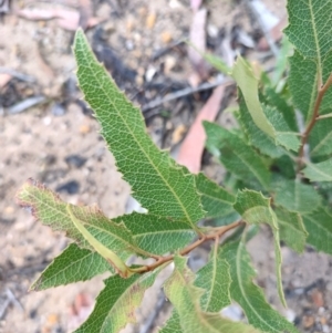 Lomatia ilicifolia at QPRC LGA - suppressed