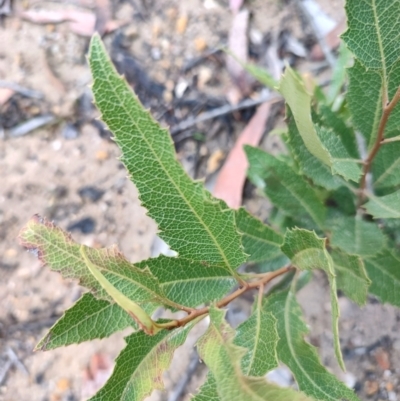 Lomatia ilicifolia at Manar, NSW - 4 May 2024 by LyndalT
