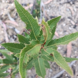 Lomatia ilicifolia at QPRC LGA - suppressed