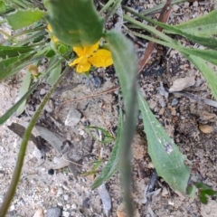 Unidentified Other Wildflower or Herb at QPRC LGA - 4 May 2024 by LyndalT