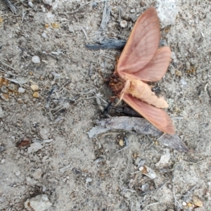 Oxycanus (genus) at QPRC LGA - suppressed