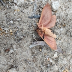 Oxycanus (genus) at QPRC LGA - suppressed