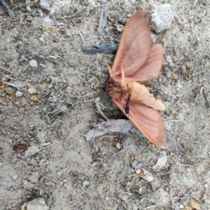 Oxycanus (genus) at QPRC LGA - suppressed