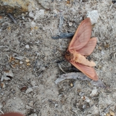 Oxycanus (genus) at QPRC LGA - suppressed