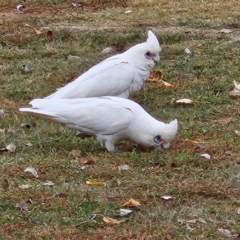 Cacatua sanguinea (Little Corella) at Kambah, ACT - 4 May 2024 by MatthewFrawley