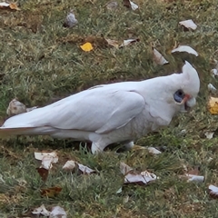 Cacatua sanguinea at Kambah, ACT - 4 May 2024