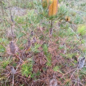 Banksia spinulosa at QPRC LGA - suppressed