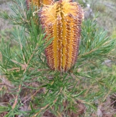 Banksia spinulosa at QPRC LGA - suppressed