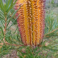 Banksia spinulosa at suppressed - 4 May 2024