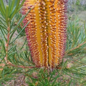 Banksia spinulosa at QPRC LGA - 4 May 2024