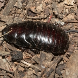 Panesthia australis at Higgins Woodland - 4 May 2024