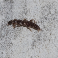 Embioptera sp. (order) (Unidentified webspinner) at Higgins, ACT - 4 May 2024 by AlisonMilton