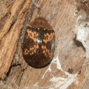 Paropsis aspera at Higgins Woodland - 4 May 2024