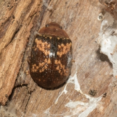 Paropsis aspera (Eucalyptus Tortoise Beetle) at Higgins Woodland - 4 May 2024 by AlisonMilton