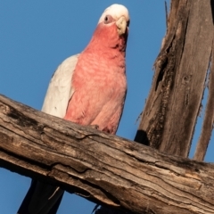 Eolophus roseicapilla (Galah) at Coonabarabran, NSW - 8 Aug 2022 by Petesteamer