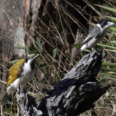 Cracticus torquatus (Grey Butcherbird) at Coonabarabran, NSW - 9 Aug 2022 by Petesteamer