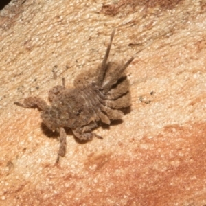 Fulgoroidea sp. (superfamily) at Higgins Woodland - 4 May 2024