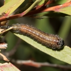 Pterygophorus cinctus (Bottlebrush sawfly) at Higgins, ACT - 4 May 2024 by AlisonMilton