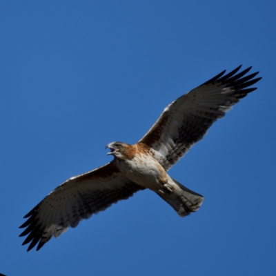 Hieraaetus morphnoides (Little Eagle) at Fyshwick, ACT - 13 Jun 2021 by davidcunninghamwildlife