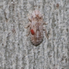 Acari (informal subclass) (Unidentified mite) at Higgins Woodland - 4 May 2024 by AlisonMilton