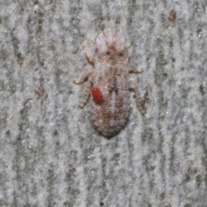 Acari (informal subclass) at Higgins Woodland - 4 May 2024 11:45 AM