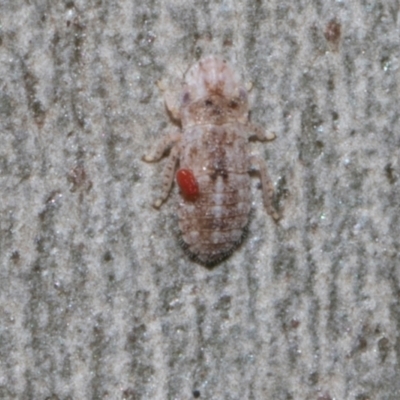 Unidentified Mite and Tick (Acarina) at Higgins, ACT - 4 May 2024 by AlisonMilton