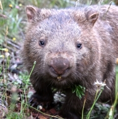 Vombatus ursinus (Bare-nosed Wombat) at Monga, NSW - 6 Jan 2023 by davidcunninghamwildlife