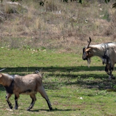 Capra hircus (Goat, Feral Goat) at Warrumbungle National Park - 10 Aug 2022 by Petesteamer