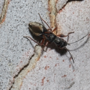 Daerlac cephalotes at Higgins Woodland - 4 May 2024