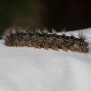 Arctiinae (subfamily) at Higgins, ACT - 4 May 2024