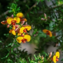 Dillwynia phylicoides (A Parrot-pea) at Warrumbungle National Park - 10 Aug 2022 by Petesteamer